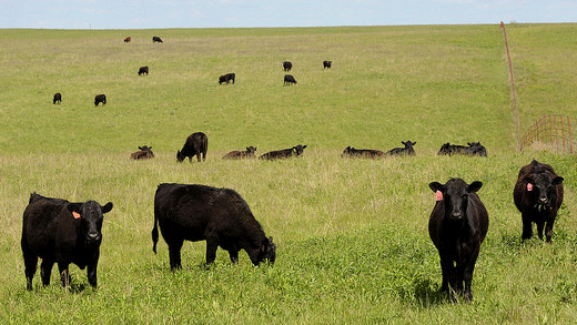 Cows grazing in Kansas field