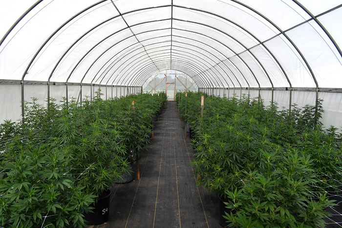 A test crop of industrial hemp grows in a high tunnel at Kansas State University's John C. Pair Horticulture Center in Haysville 