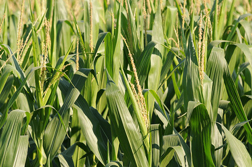 Corn field in Kansas
