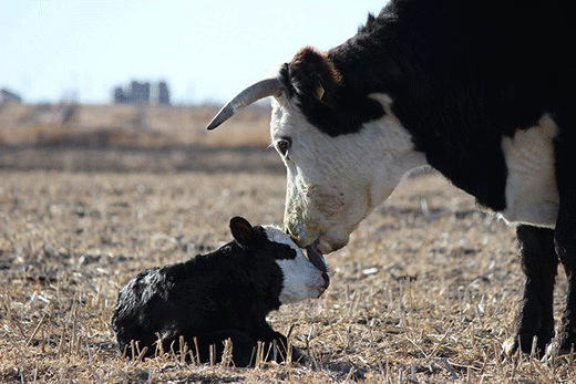 Bull licking the head of a calf
