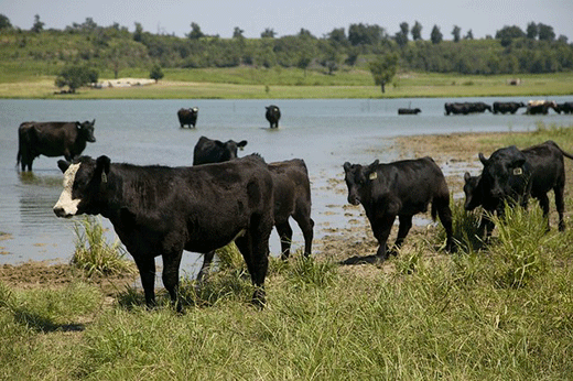 Cattle in water