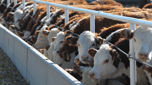 Cows eating at a feed bunk