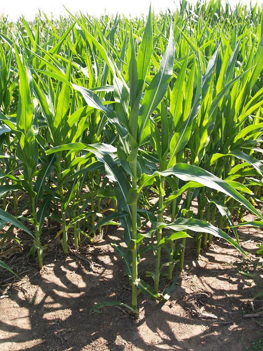rows of tall corn