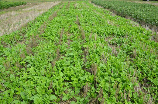 Row of cover crops, green leaves along neat rows