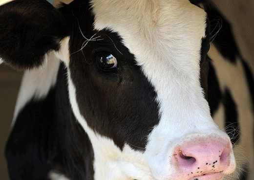 Close up, holstein cow's head