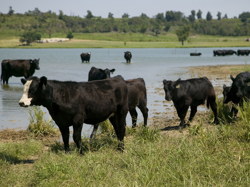 Heat Stress Cattle Heat Stress Cattle