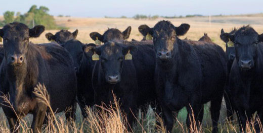 Beef Cattle Institute, tips for heifer replacement
