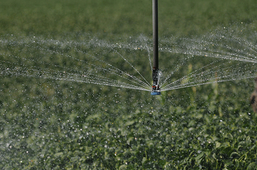 closeup, sprinkler head in farm field