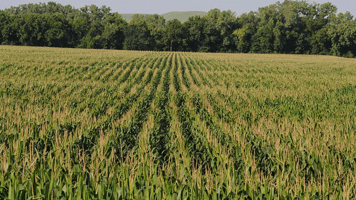 Corn field in Kansas