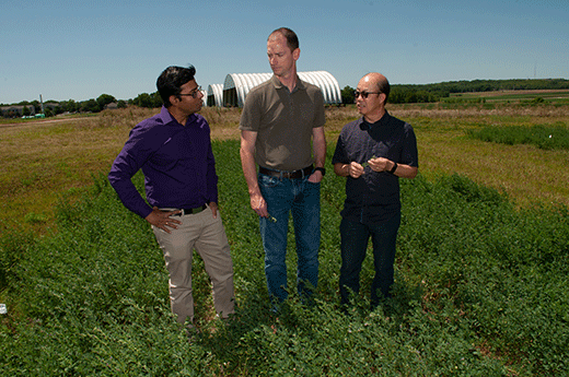 Three men standing in small field of alfalfa