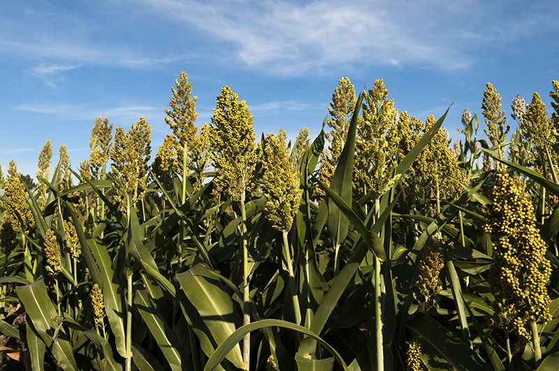 Free K-State Sorghum Production Schools will be offered in early February in Garden City, Hays and Salina.