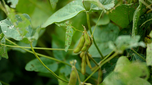 Closeup of soybean pod