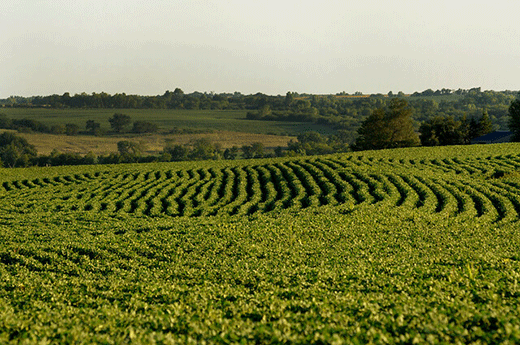 Kansas Soybean Field