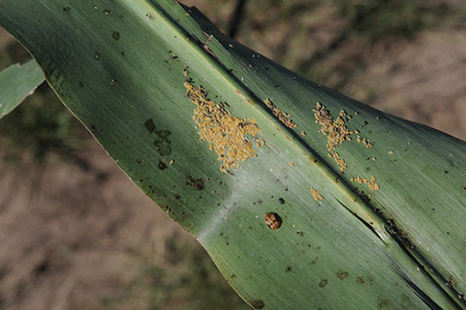 Sugarcane Aphid colony on sorghum leaf