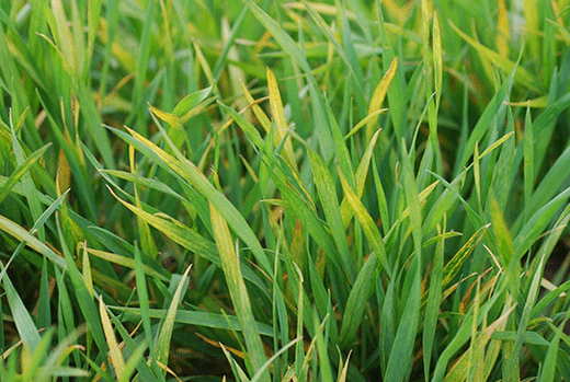 Wheat disease, yellowing on leaves