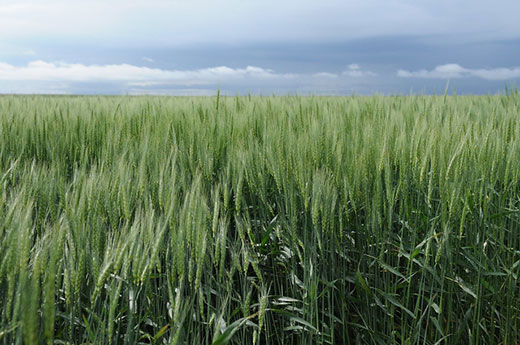 wheat field with blue, cloudy sky