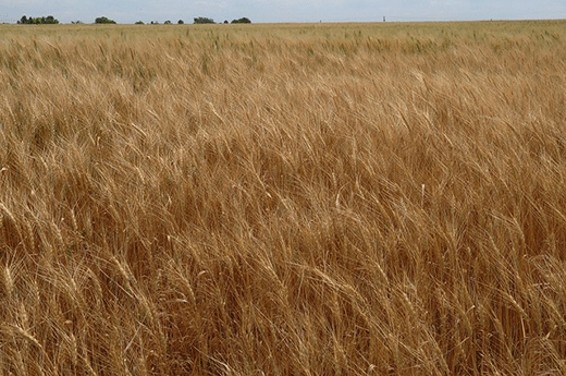 Kansas wheat field, waving wheat