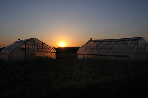 Greenhouses at sunset, heat tents
