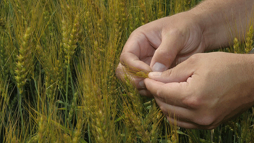 Wheat field, two hands checking grain