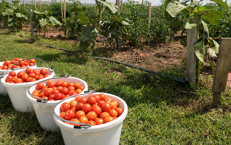 tomatoes in baskets in a garden
