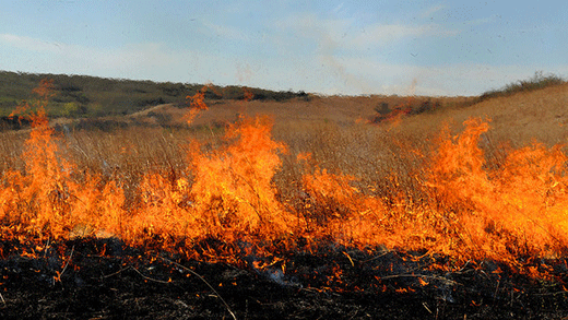 flames on the open prairie, prescribed burning flames on the open prairie, prescribed burning