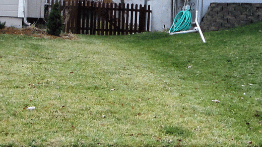 backyard, home turfgrass