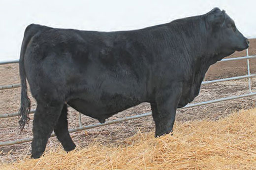 Black Angus bull, K-State Beef Cattle Institute