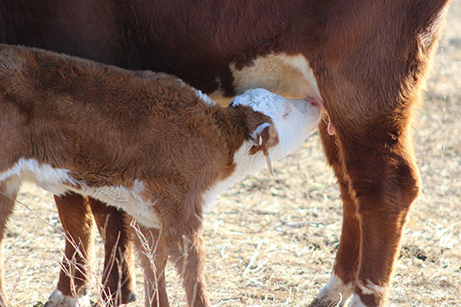 hereford calf nursing mother