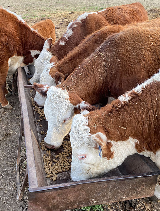 hereford cows feeding on protein cubes