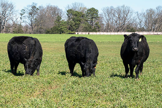 three black angus cows grazing on alfalfa