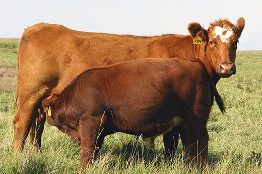 Red Angus, simmental cow-calf pair