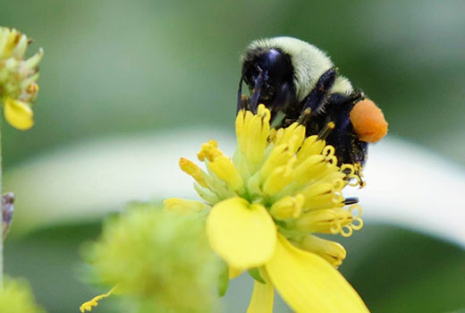 Bee on impatiens, Konza Prairie