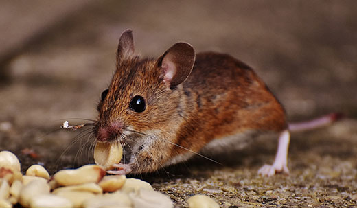 Rat eating peanuts