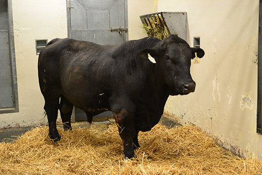 bull in quarantine