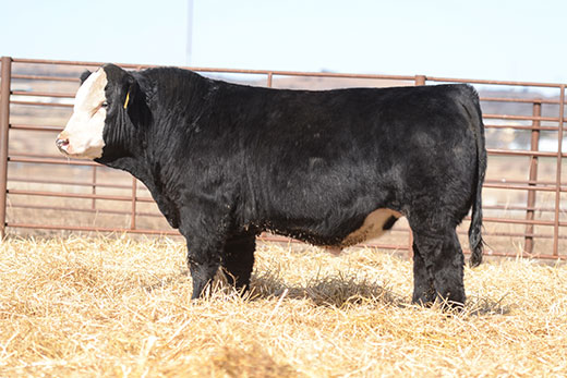 Black angus bull standing inside pen