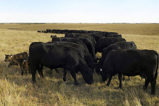 Cattle grazing native grass