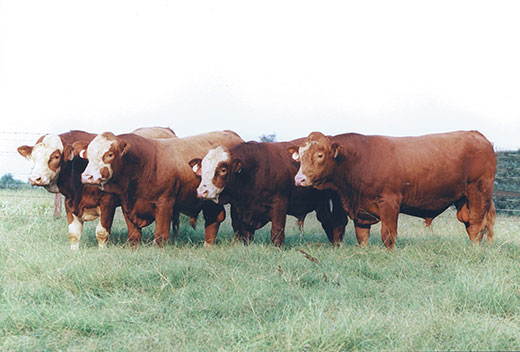 Four bulls standing together on pasture land