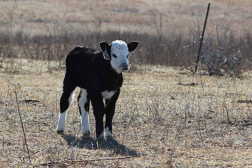 cute calf in a bare field