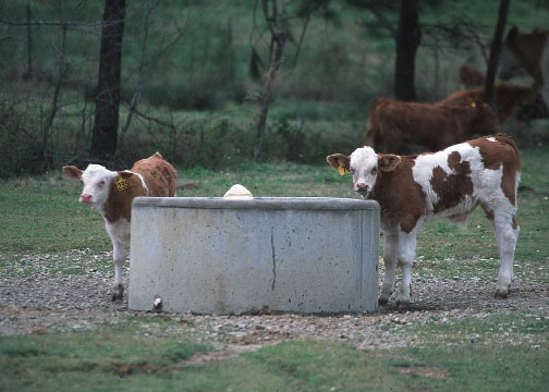 Calves gathering around a cattle waterer