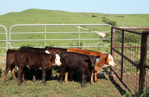 Calves in a pen gathering near a fence