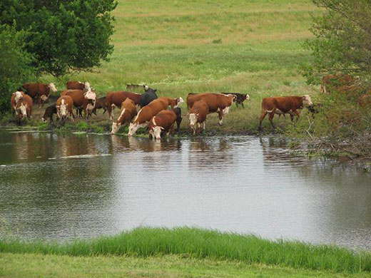 Herd of hereford cattle drinking from farm pond
