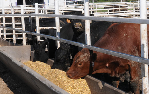 Three cows eating at feedyard bunk