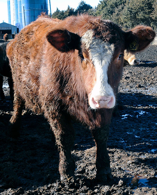 hereford cow standing in mud