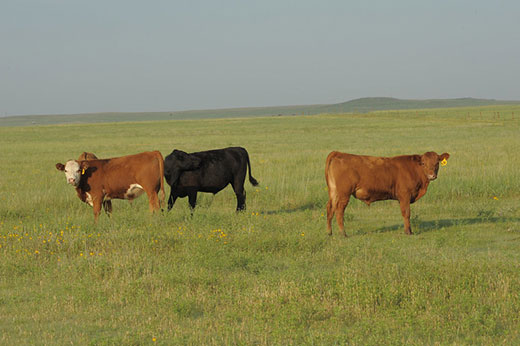 Three cows on Kansas pasture
