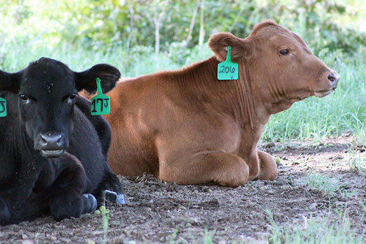 one black cow and one brown cow laying down resting