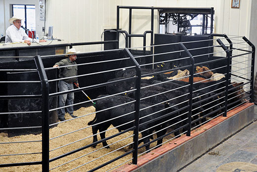 Sale barn, cows in the pen