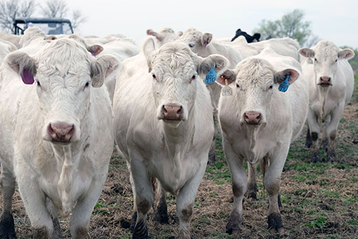 Three white charolais heifers looking at camera