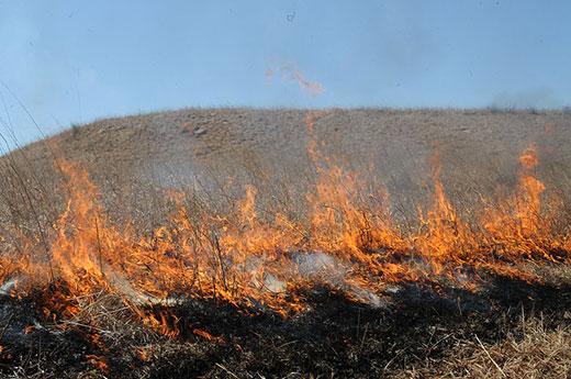 red fire flames from controlled burn on kansas prairie