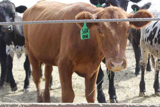 Brown cow with green ear tag standing near a fence