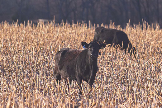 Two thin black cows feeding on corn stalks